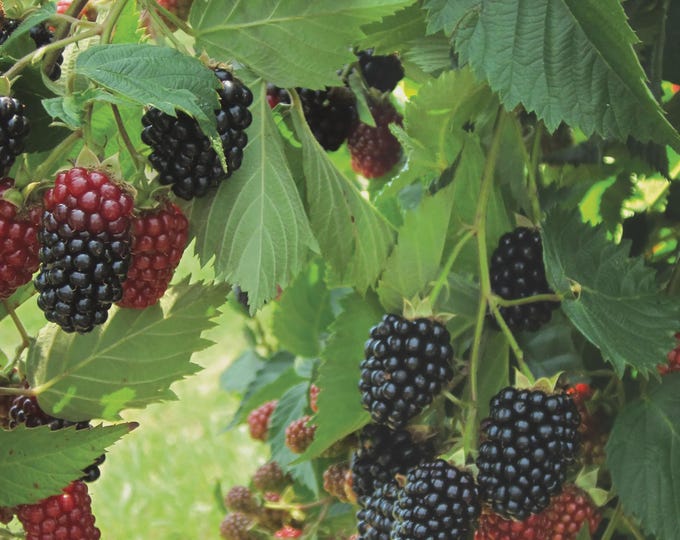 THORNLESS BLACKBERRY "Chester" (Cold Hardy Variety) - (Shipping Based On Your Location)