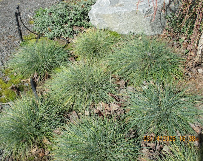 FESTUCA "Beyond Blue" (Per Plant Shipping Based On Your Location)