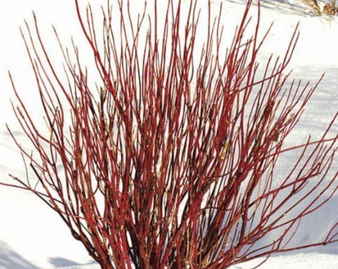CORNUS SERICEA-Red Twig Dogwood (Shipping Based on Your Location)