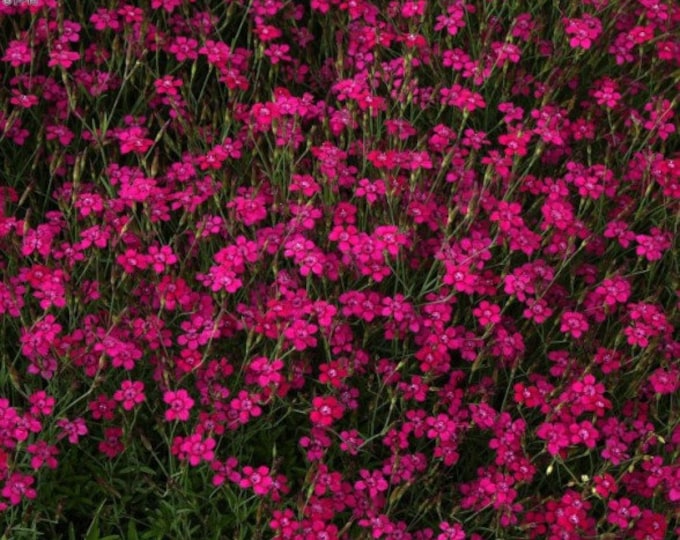 DIANTHUS DELTOIDES-Maiden Red Perennial Dianthus-Free Priority Shipping! Choose 5 or 10 Plants