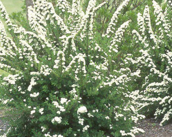 SPIRAEA "SNOWMOUND" White Spiraea - (Shipping Based On Your Location)