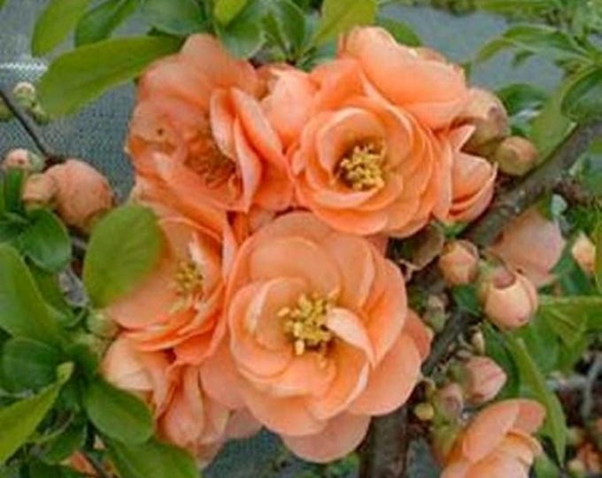 CHAENOMELES "CAMEO", Apricot Flowering Quince (Per Plant Shipping Based on Your Location)