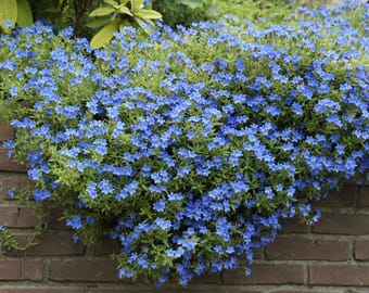 LITHODORA "AZUL CELESTIAL" - ¡Envío gratis por FedEx! Elija 3, 5, 10 o 20 plantas.