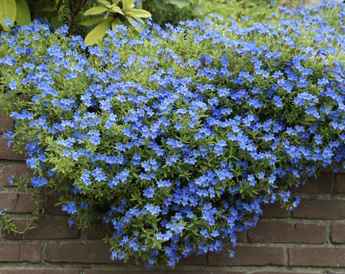 LITHODORA "Heavenly Blue"-Free Priority Shipping! Choose 3, 6, 10, 12, 15 or 20 Plants