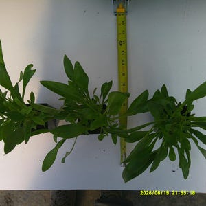 Puede incluir: Tres plantas de hojas verdes en recipientes negros dispuestas en fila junto a una cinta m&eacute;trica amarilla. La cinta muestra que las plantas alcanzan una altura de aproximadamente 38 cm. Las hojas son alargadas, puntiagudas y de color verde vivo.