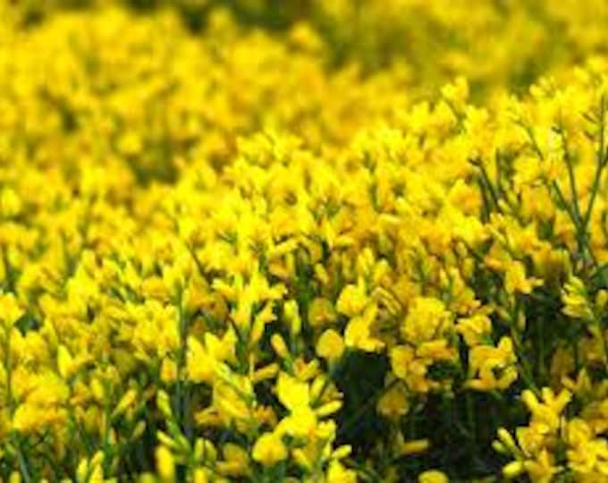 GENISTA LYDIA "Woadwaxen"