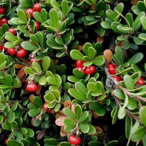 ARCTOSTAPHYLOS UVA-URSI, Kinnickinick, Bearberry Choose 1, 3 or 6  Native Plants w/Free Shipping!