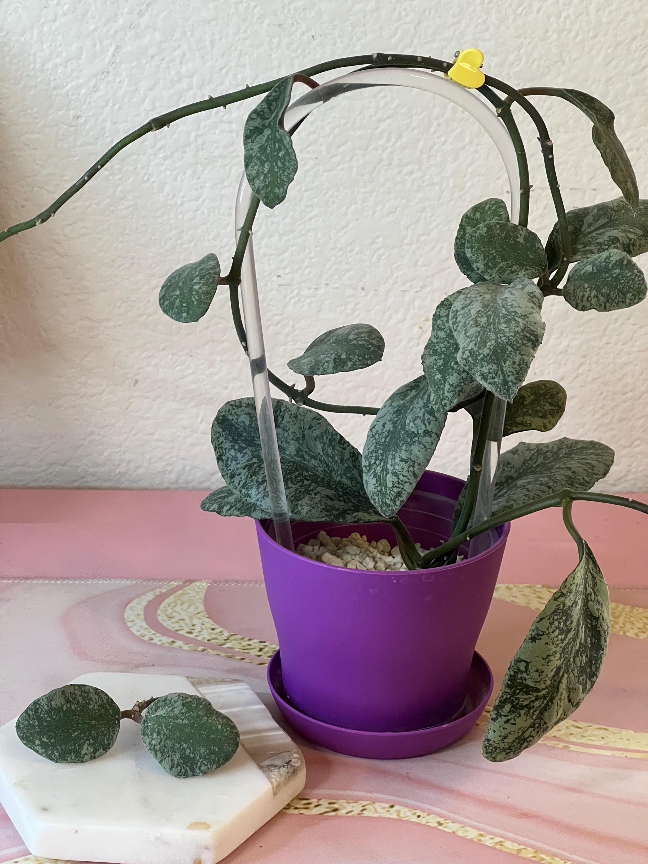 Hoya Waymaniae Cloudy Sky - Etsy
