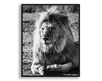 Wall Art Prints, Black and White Wall Decor, Black and White Print, Framed Wall Art, Photography Prints, Black and White Photography, Lion