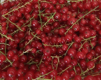 10/25/50/100/200 Organic Red Wax Currant Seeds and Raspberry Seeds Mixed/Rubus Idaeus/Organic Red Raspberry Seeds/Ribes Rubrum/Edible fruits