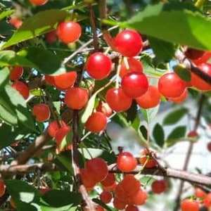 10/20/30/50 Organic/Perennial 3 Years Edible Nanking Cherry seeds/Small bright Red/Fruits/Hardy Shrub/Non GMO/From Canada 2023