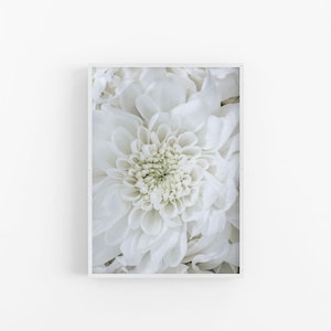 Chrysanthemum I | Floral Fine Art Print, Flower Print, Flower Wall Print, Chrysanthemum Print, Chrysanthemum Wall Art, Floral Wall Print