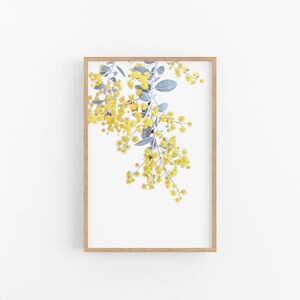 Wattle I | Native Australian Wattle Wall Print, Wattle Print, Australian Native Flower Photographic Print, Native Wattle Flower Wall Print