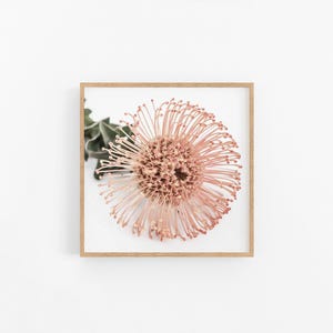 Orange Leucospermum Square | Native Australian Leucospermum Wall Print, Native Australian Flower Photographic Print, Native Flower Wall Art