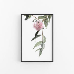 Lilly Pilly II | Australian Native Flower Wall Art, Lilly Pilly Print, Native Australian Flower Print, Lilly Pilly Photographic Print