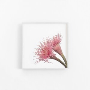 Gumnut Flowers VII | Australian Native Eucalyptus Gumnut Flower Art Print, Eucalyptus Print, Gumnut Flower Print, Native Flower Print