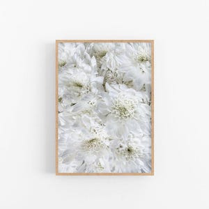 Chrysanthemum II | Floral Fine Art Print, Flower Print, Flower Wall Print, Chrysanthemum Print, Chrysanthemum Wall Art, Floral Wall Print