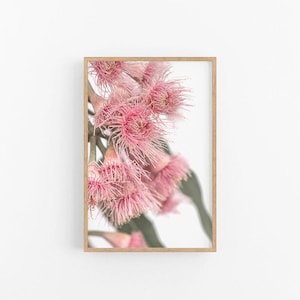 Gumnut Flowers V |  Australian Native Flowering Gumnut Print, Eucalyptus Print, Eucalyptus Blossom Print, Gumnut Print, Native Flower Print