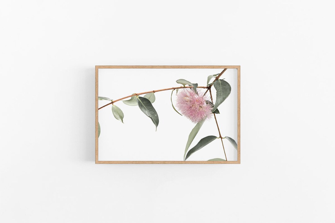 Lilly Pilly I Australian Native Flower Wall Art, Lilly Pilly Print