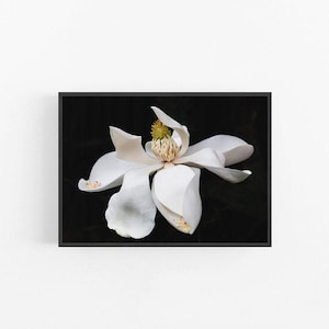 Magnolia II | Magnolia Wall Print, Magnolia Print, Magnolia Wall Art, Magnolia Flower Print, Magnolia Flower Poster, White Magnolia Print
