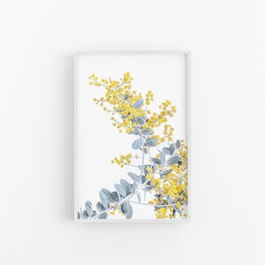 Wattle II | Australian Flower Wall Print, Native Australian Wattle Wall Print, Australian Native Wattle Print, Native Wattle Flower Print