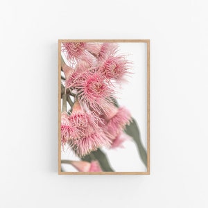 Gumnut Flowers V |  Australian Native Flowering Gumnut Print, Eucalyptus Print, Eucalyptus Blossom Print, Gumnut Print, Native Flower Print