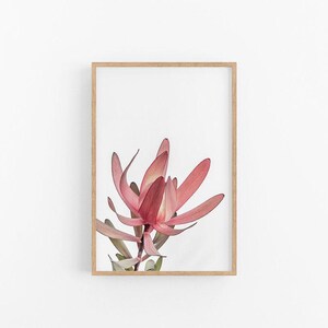 Leucodendron I (Portrait) | Native Australian Art Print, Leucodendron Photo Print, Native Flower Print, Leucodendron Native Flower Print