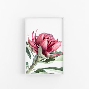 Waratah III |  Australian Native Flowering Waratah Print, Waratah Poster, Waratah Flower Print, Native Waratah Print, Native Flower Print