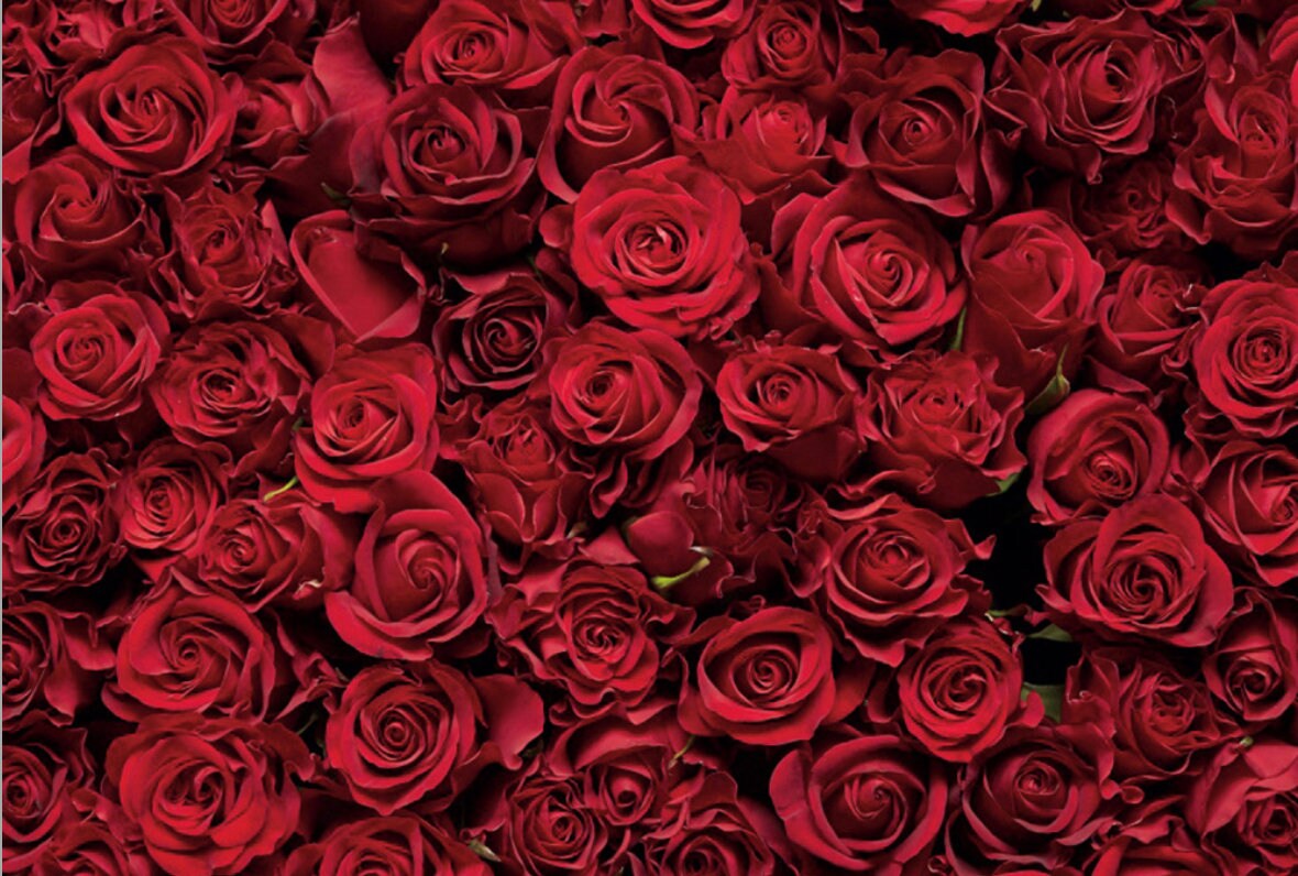 Wedding Backdrop Wedding Red Rose Wall Rose Photograph Etsy