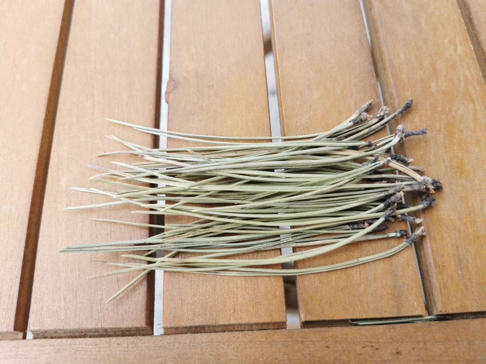 Dried / Fresh Pine Needles Pine Needle Tea Organic Fresh Etsy