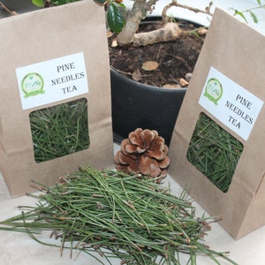 Organic Fresh White Pine Needle Tea | Wildcrafted Mountain Forests | Pine Needles | Pine Needles For Tea | Pine Tea Organic | White Pine
