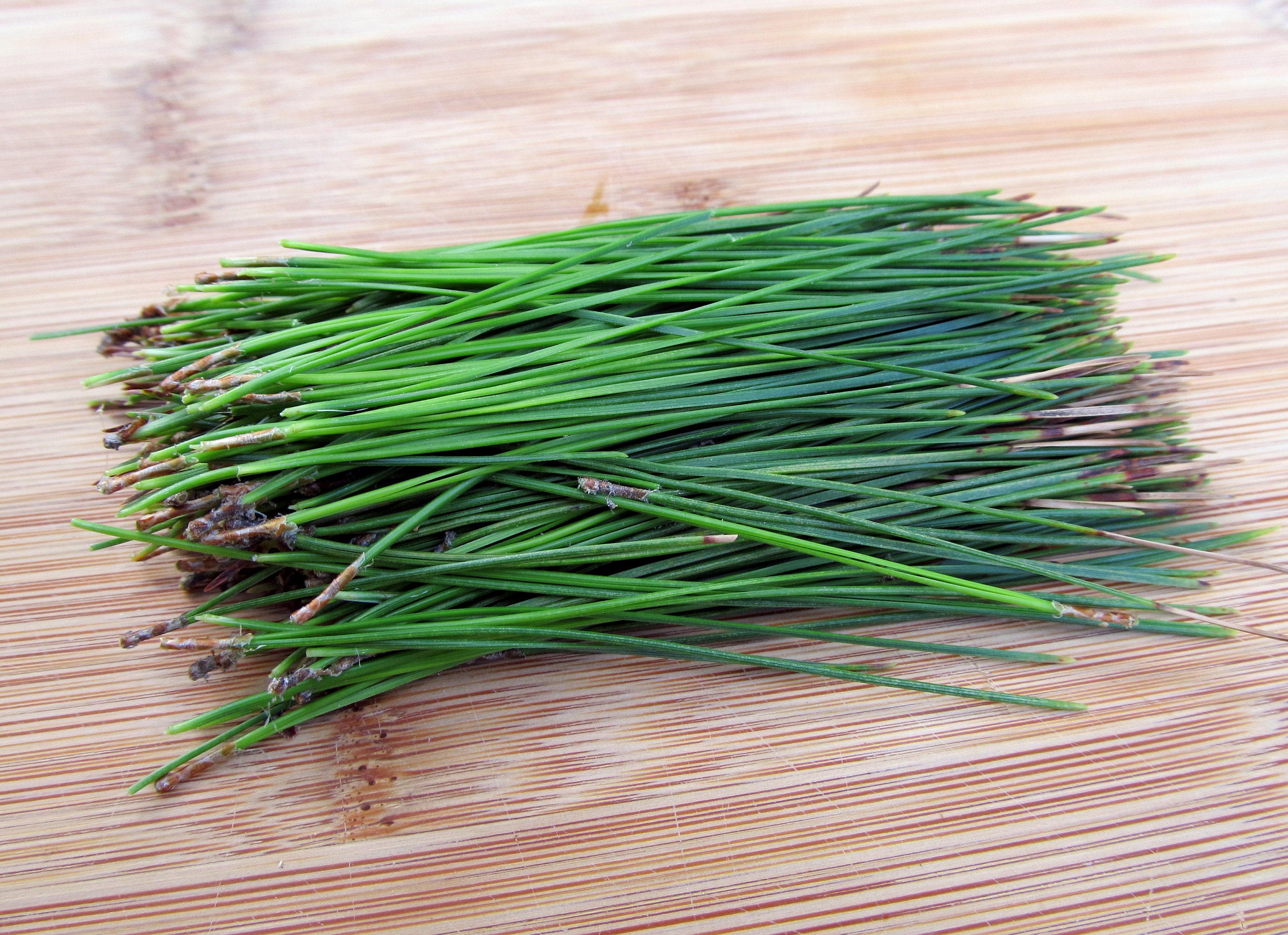 Organic Fresh Wildcrafted Pine Needles for Tea - Pine Needle Tea - Pi…