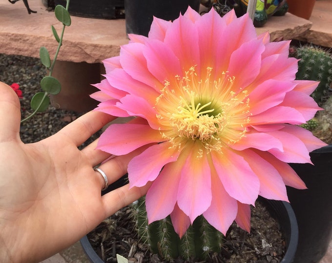 Trichocereus Flying Saucer 10 SEEDS Echinopsis Cactus Seeds Columnar