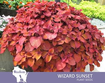 Coleus Wizard Sunset -- 20 SEEDS -- Painted Nettle Solenostemon Scutellarioides Rich Orange Red Leafy Foliage House Plant Container Garden