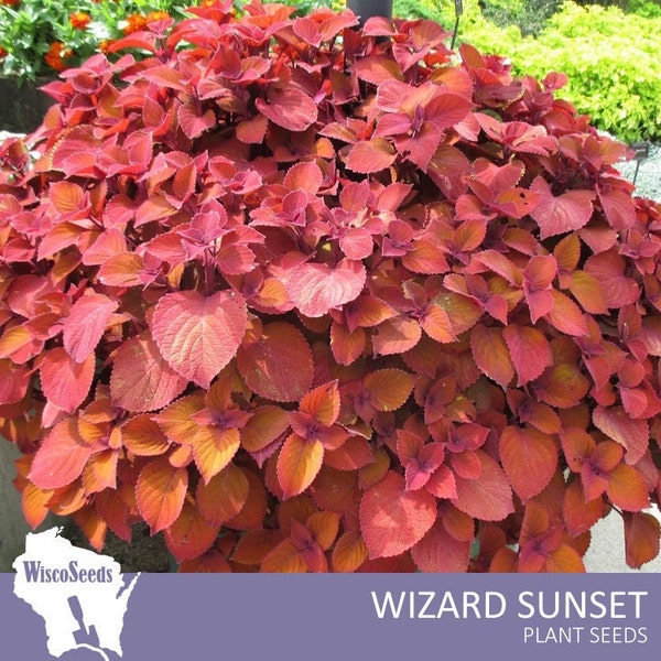 Coleus Wizard Sunset -- 20 SEEDS -- Painted Nettle Solenostemon Scutellarioides Rich Orange Red Leafy Foliage House Plant Container Garden