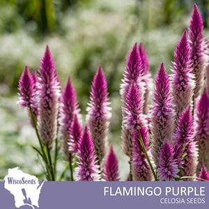 Celosia Flamingo Purple -- 30 SEEDS -- Celosia Spicata Purple to White Feathery Flowers Flamingo Wheatstraw Foliage Garden Plant Seeds