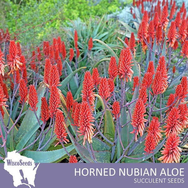 Aloe Camperi Cornuta -- 10 SEEDS -- Horned Nubian Aloe Large Rosette Forming Flowering Succulent Seeds