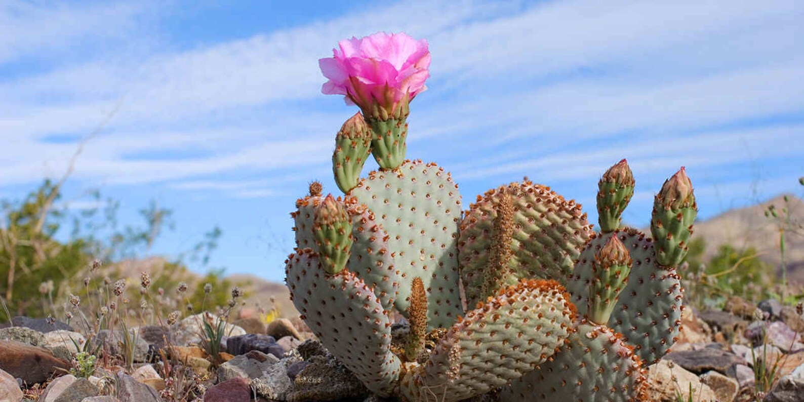 Beavertail Cactus Seeds (Opuntia Basilaris) - 10 Seeds - Desert Cacti, Drought Resistant
