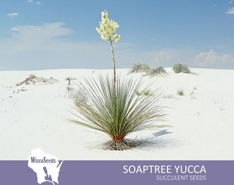 Yucca Elata -- 10 SEEDS -- Soaptree Yucca Soapweed Palmella Succulent Seeds White Flowers