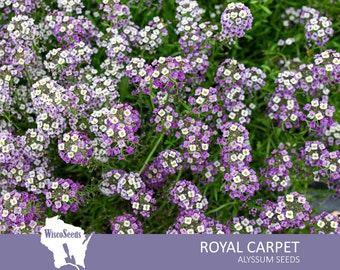 Alyssum Royal Carpet -- 500 SEEDS -- Lobularia Maritima Violet Purple Trailing Flowers Foliage Flower Garden Plant Seeds 55-65 Day Maturity