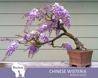 Wisteria Sinensis -- 10 SEEDS --  Chinese Wisteria Flowering Bonsai Tree Vining Trellis Seeds Purple Flowers