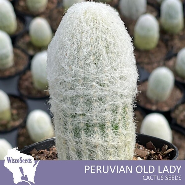 Espostoa Melanostele  -- 10 SEEDS --  Peruvian Old Lady Hairy Woolly Cactus Seeds Columnar Cacti