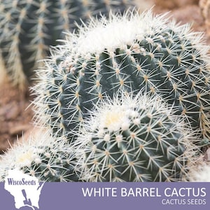 Echinocactus Grusonii Alba -- 10 SEEDS -- White Barrel Cactus White Ball Cactus Seeds Globular Cacti Seeds