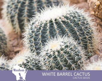 Echinocactus Grusonii Alba -- 10 SEEDS -- White Barrel Cactus White Ball Cactus Seeds Globular Cacti Seeds