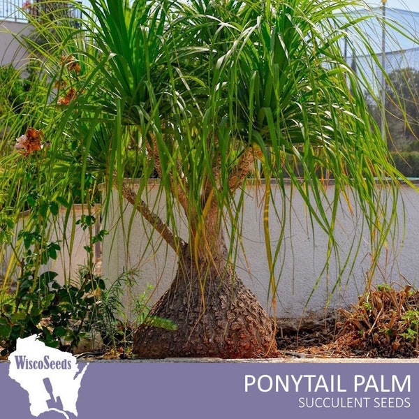 Beaucarnea Recurvata -- 10 SEEDS -- Ponytail Palm Elephant Foot Tree Indoor Outdoor Palm-Like Plant Caudiciform Caudiform Caudex