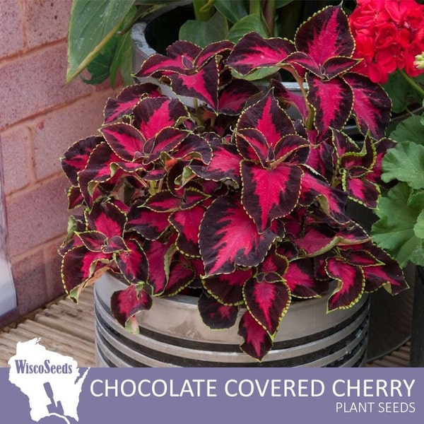 Coleus Chocolate Covered Cherry -- 10 SEEDS (PELLETED) -- Painted Nettle Solenostemon Scutellarioides Foliage House Plant Container Garden