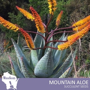 Aloe Marlothii -- 5 SEEDS -- Mountain Aloe Succulent