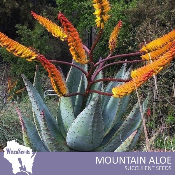 Aloe Marlothii -- 5 SEEDS -- Mountain Aloe Succulent