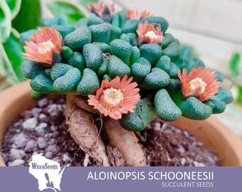 Aloinopsis Schooneesii -- 25 SEEDS -- Nananthus Schooneesii Tuberous Mesemb Caudex Caudiciform Caudiform Flowering Succulent Seeds