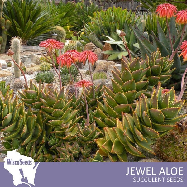 Aloe Distans -- 10 SEEDS -- Jewel Aloe Gold Teeth Compact Small Rosette Forming Flowering Succulent Seeds